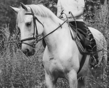 Фотосессии с лошадьми 23