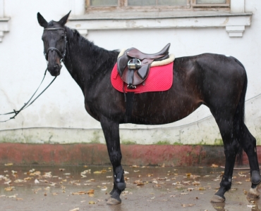 так выглядела Фифа, когда только приехала к нам