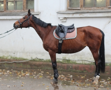 так выглядела Прима, когда приехала к нам