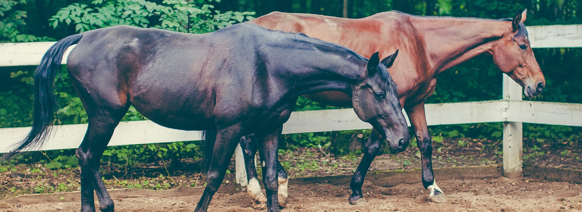 Школа верховой езды 