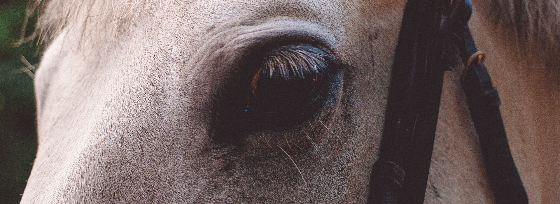 Фотосессии с лошадьми